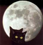 Black_Kitten