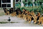 Капибара