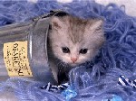 Катинка