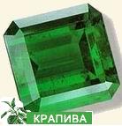 Крапива