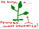 Крапива